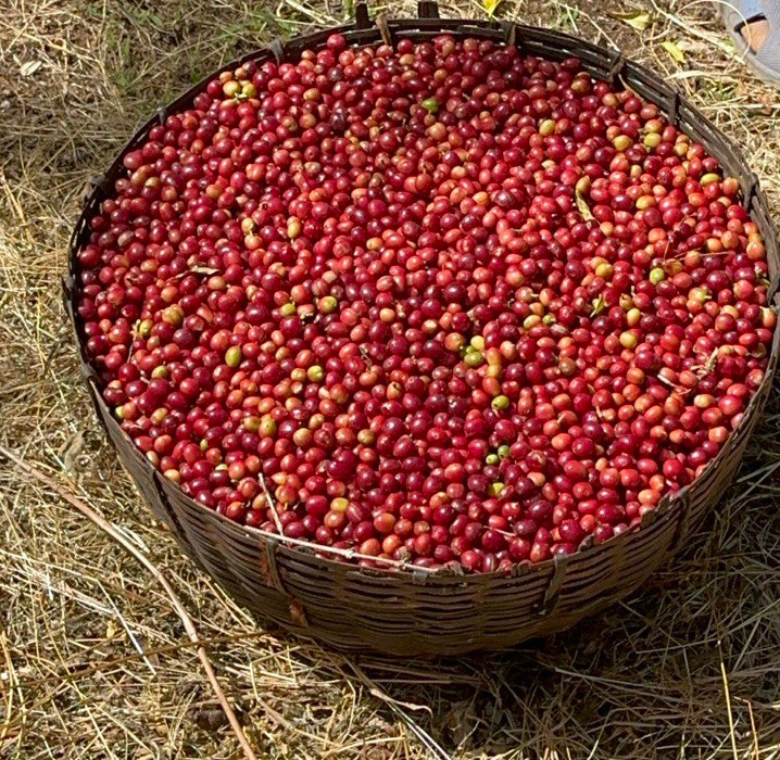 Hawera coffee ethiopian Green beans  coffee exporter