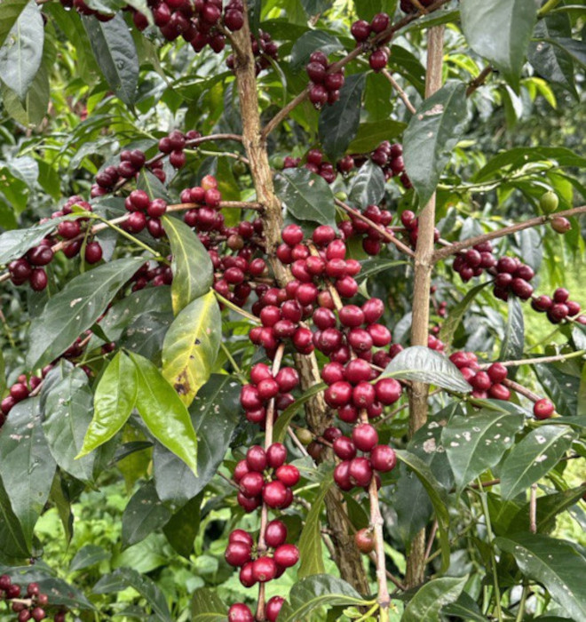 Hawera coffee ethiopian Green beans  coffee exporter